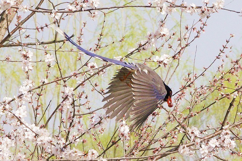 奥森红嘴蓝喜鹊