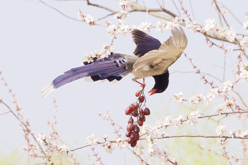 奥森红嘴蓝喜鹊