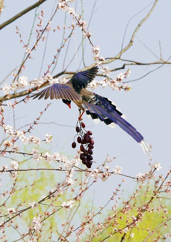 奥森红嘴蓝喜鹊