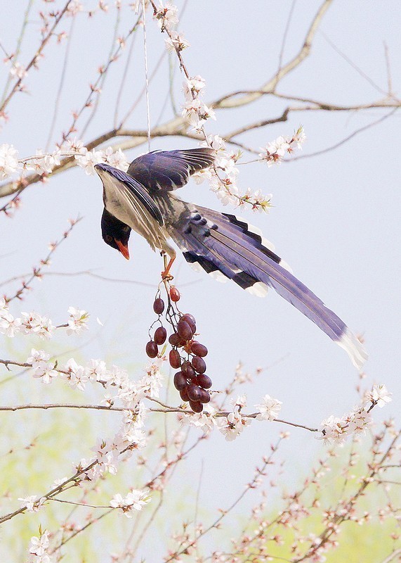 奥森红嘴蓝喜鹊