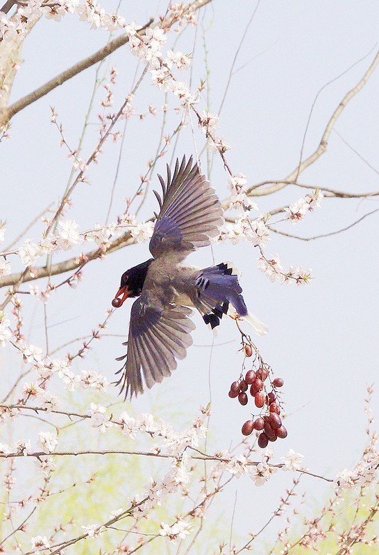 奥森红嘴蓝喜鹊