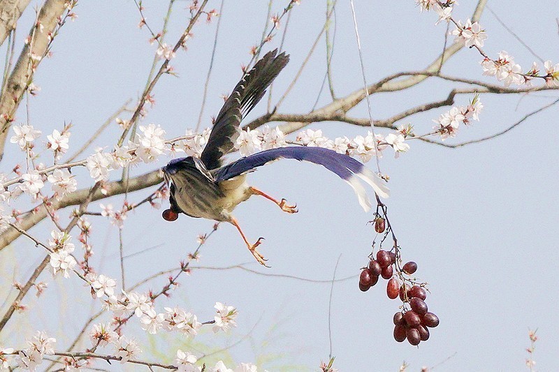 奥森红嘴蓝喜鹊