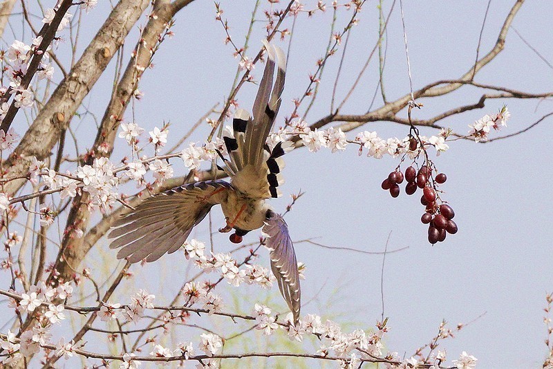 奥森红嘴蓝喜鹊