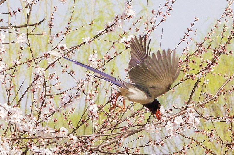 奥森红嘴蓝喜鹊
