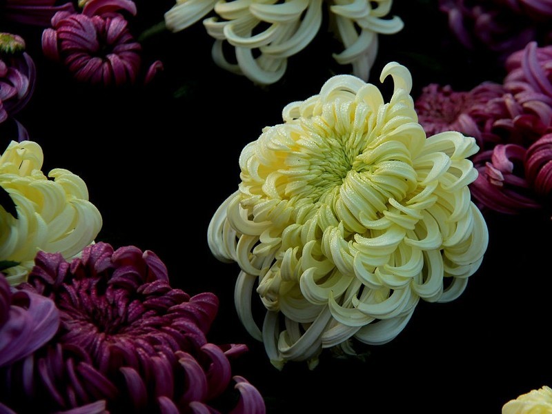 金秋菊展-5