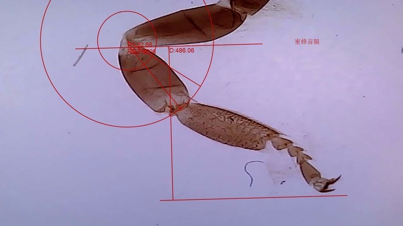 90后都没玩过的儿童玩具，当当狸显微镜体验：大屏成像+拆分设计