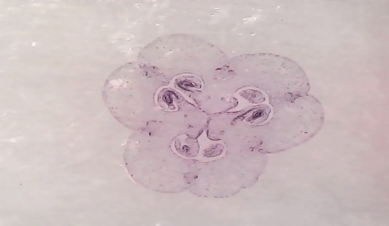 90后都没玩过的儿童玩具，当当狸显微镜体验：大屏成像+拆分设计