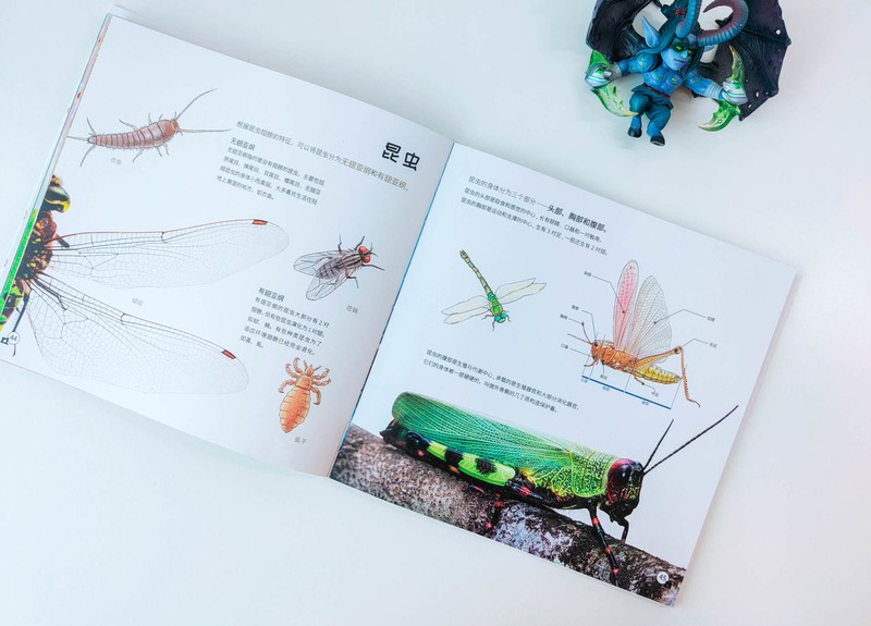 90后都没玩过的儿童玩具，当当狸显微镜体验：大屏成像+拆分设计