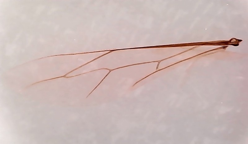 90后都没玩过的儿童玩具，当当狸显微镜体验：大屏成像+拆分设计