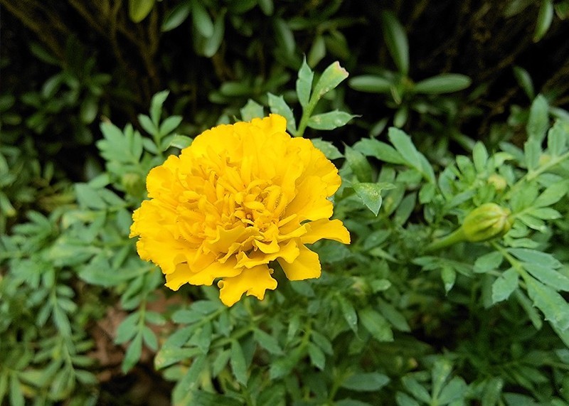 超感全焦段影像系统，OPPO Find X2 Pro随拍体验