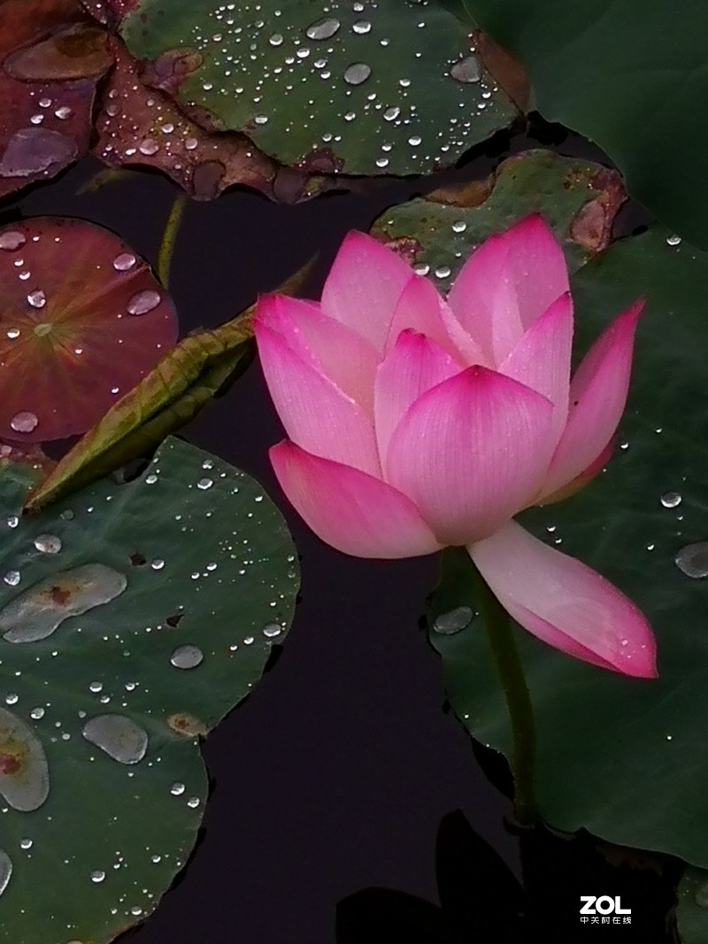 合集