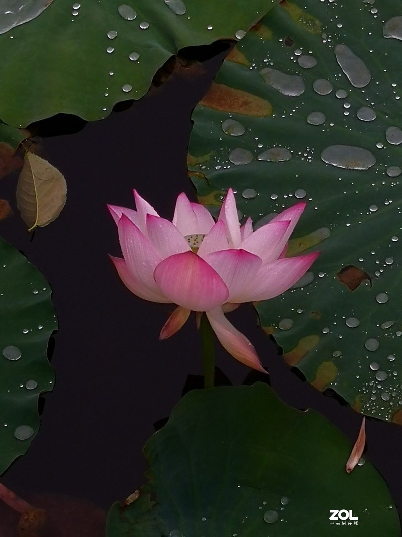 合集