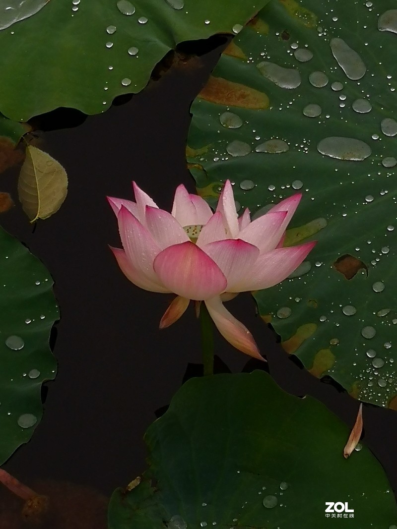 合集