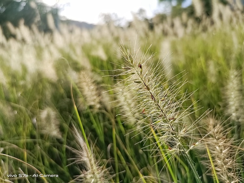 光颜值就爱了！vivo S7e银月色上手体验