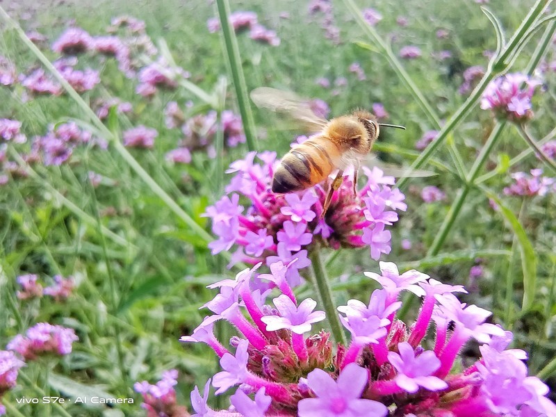 光颜值就爱了！vivo S7e银月色上手体验