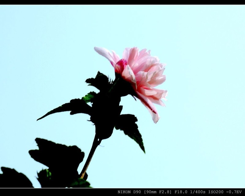 朩槿花-2