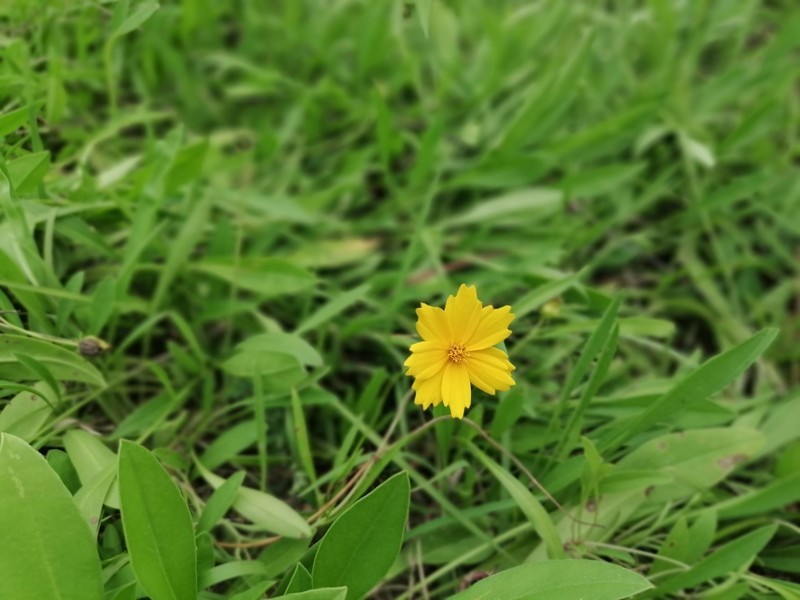 超高颜值+鸿蒙系统，华为nova 10z 第一时间上手体验报告，稳中求胜