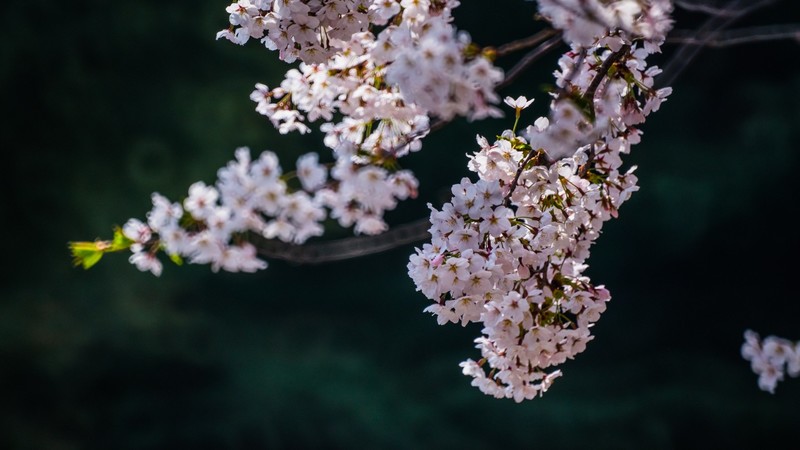 樱 花 盛 开 （ 三 ）