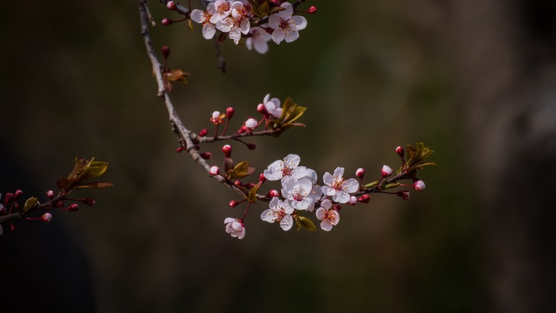 樱 花 盛 开 （ 三 ）