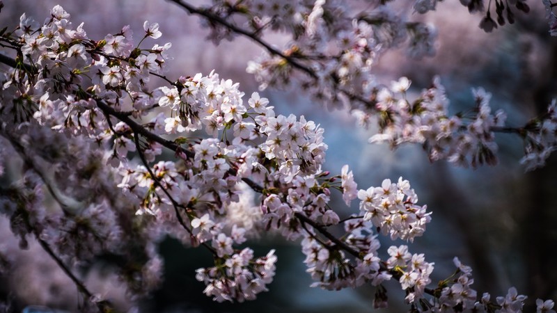 樱 花 盛 开 （ 三 ）