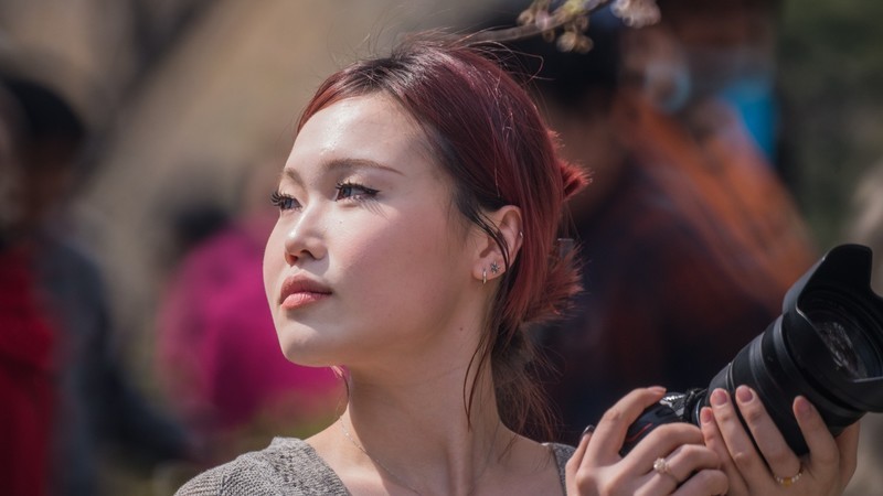 樱 花 盛 开 （ 三 ）