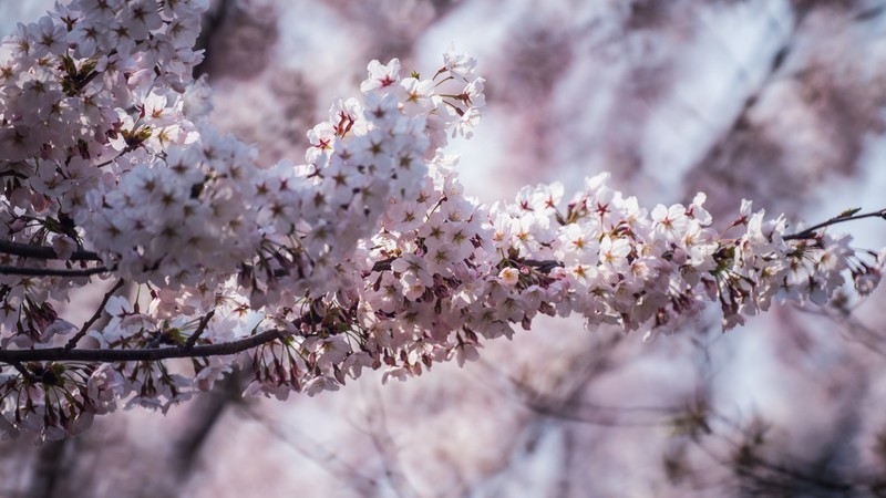 樱 花 盛 开 （ 三 ）