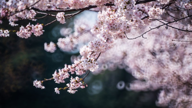 樱 花 盛 开 （ 三 ）