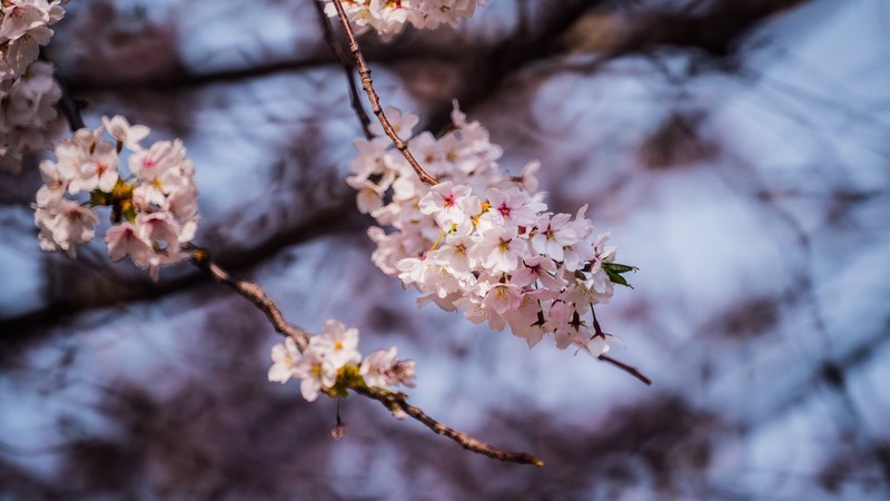 樱 花 盛 开 （ 三 ）