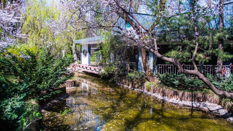 樱 花 盛 开 （ 三 ）