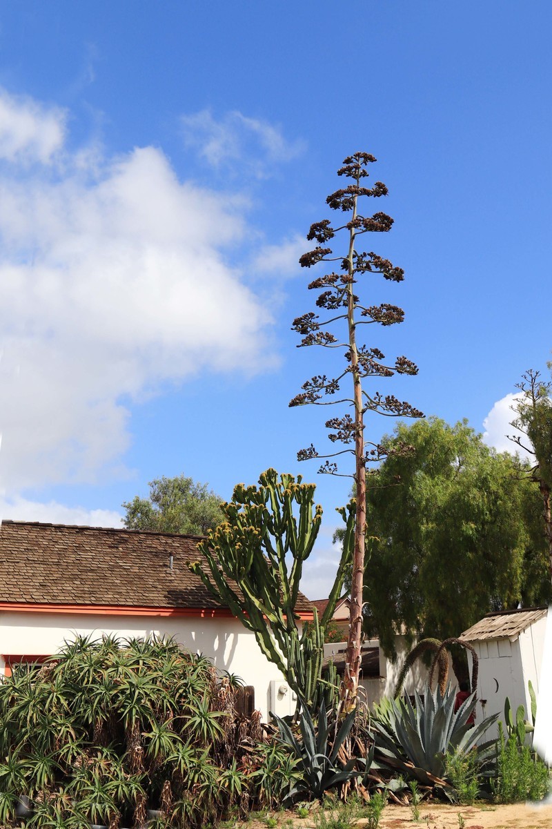 游览美国圣地亚哥(一）