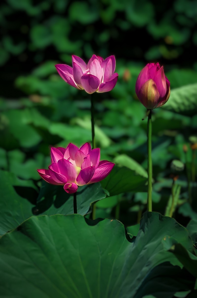 郫都 · 望丛祠 · 观荷