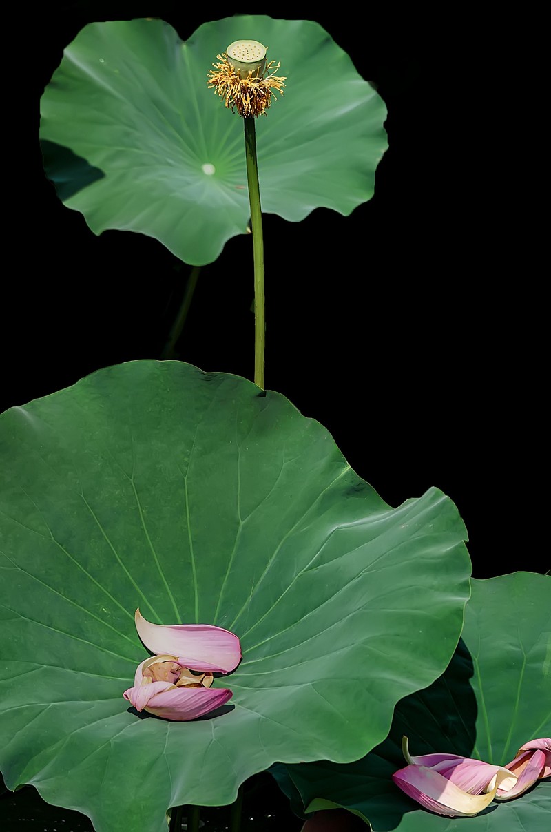 郫都 · 望丛祠 · 观荷