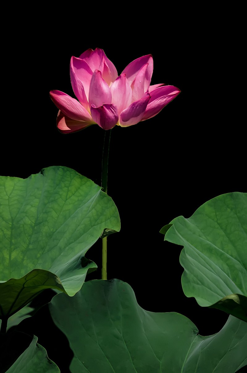 郫都 · 望丛祠 · 观荷