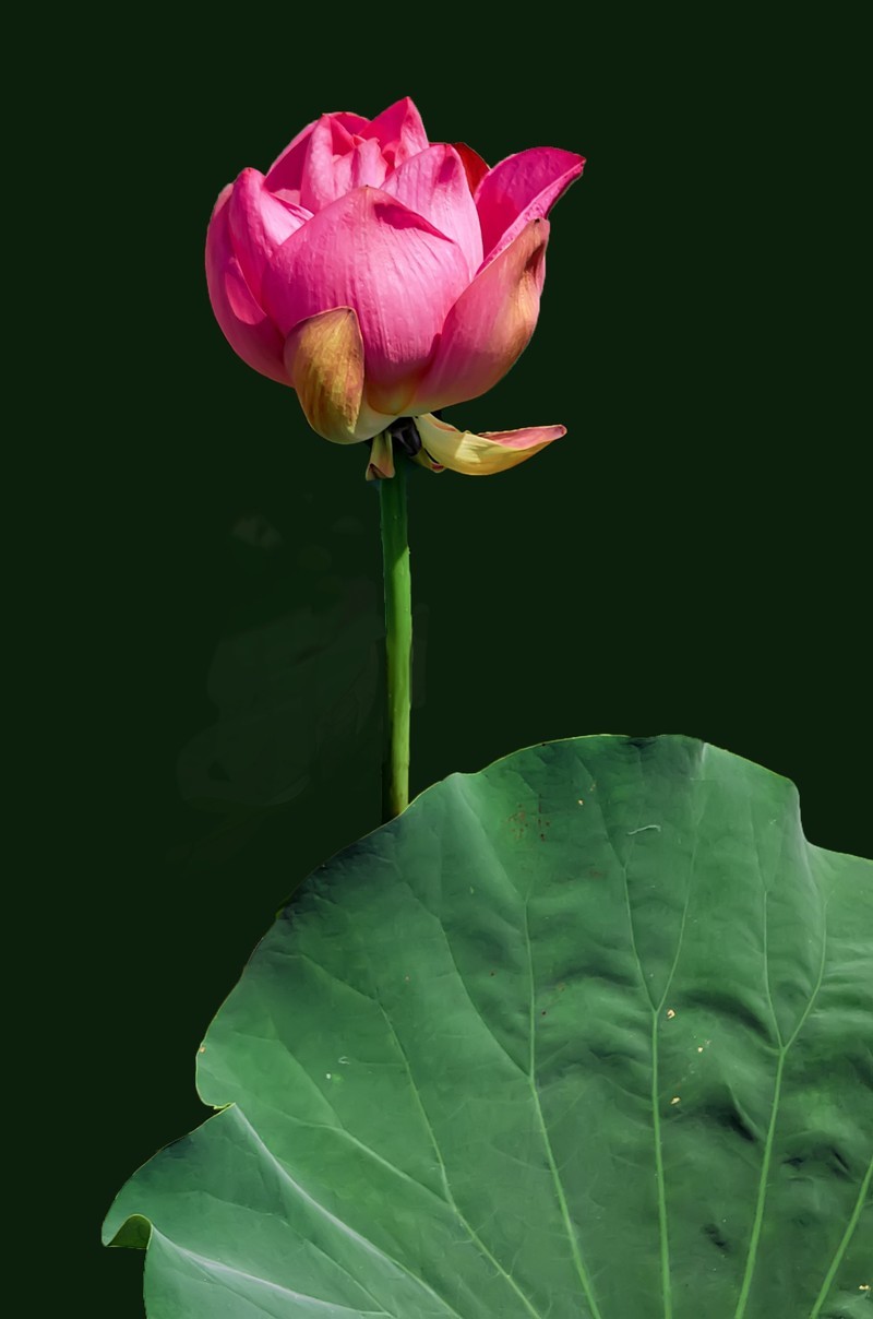 郫都 · 望丛祠 · 观荷