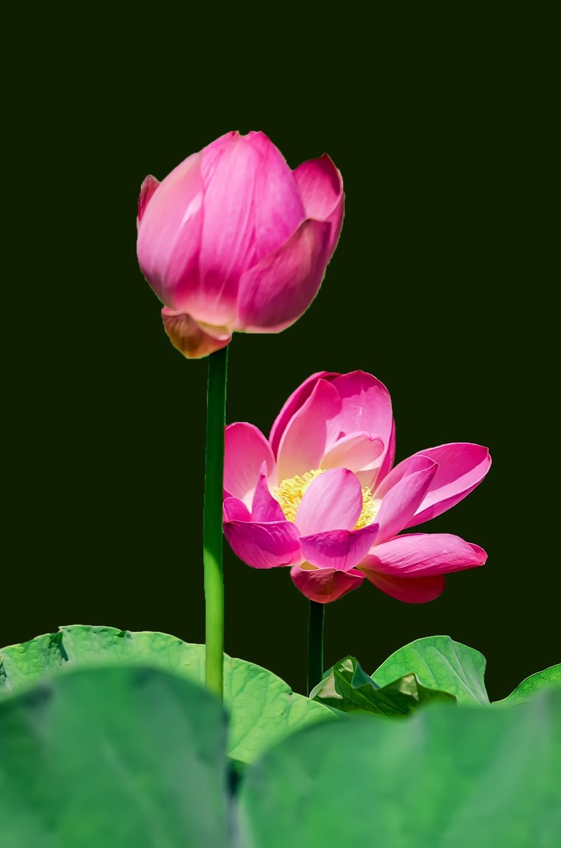 郫都 · 望丛祠 · 观荷