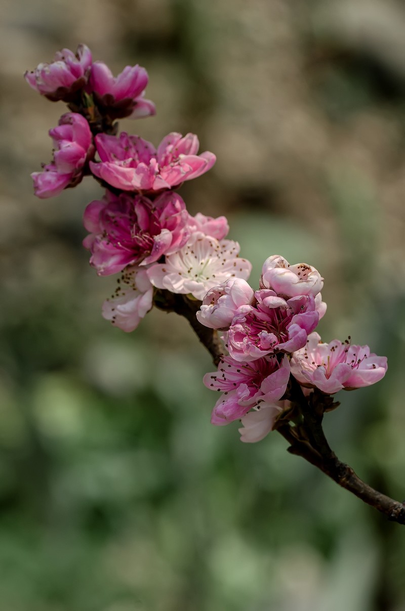 满园春色 之 《桃花（江畔独步寻花·其五）》