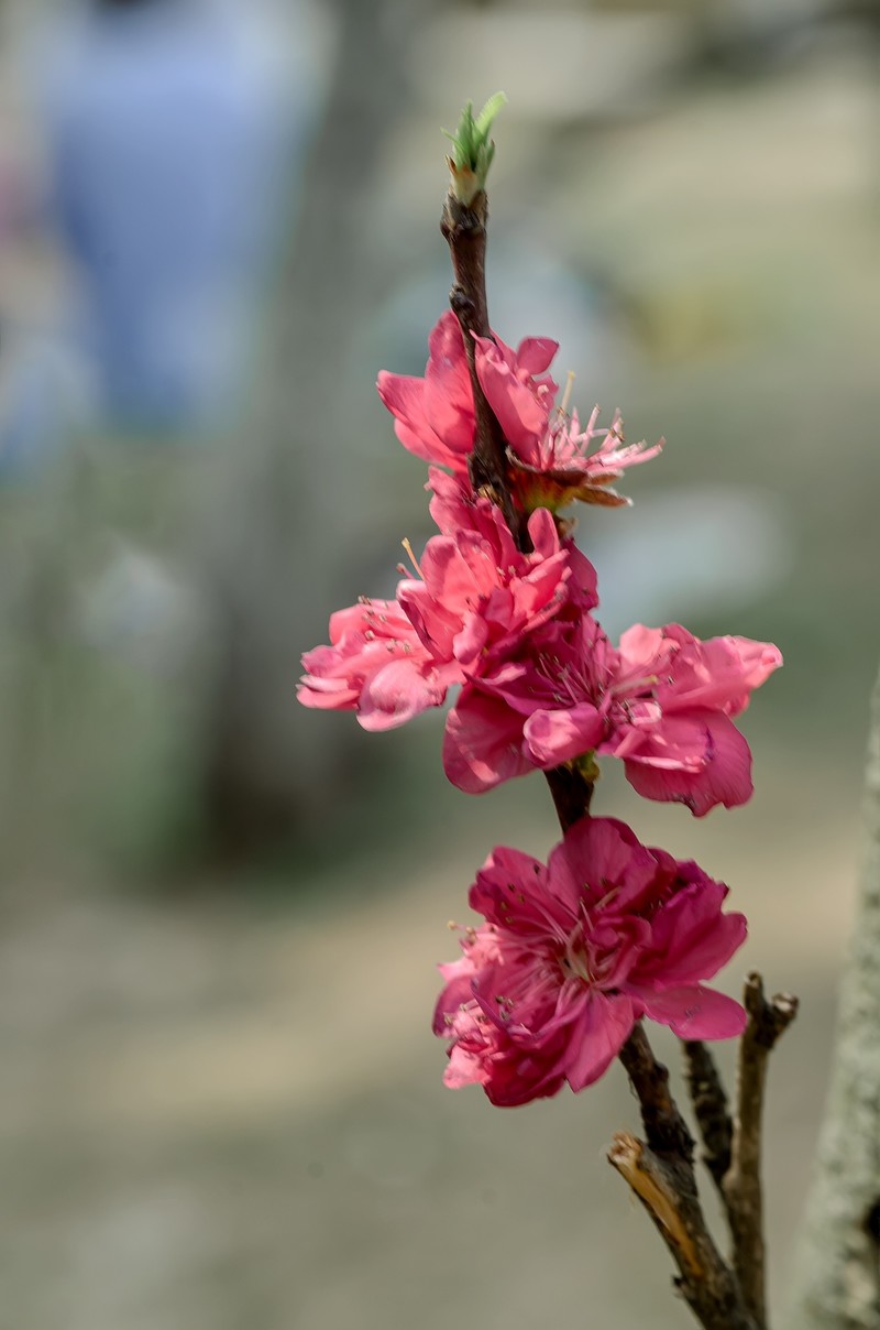 满园春色 之 《桃花（江畔独步寻花·其五）》