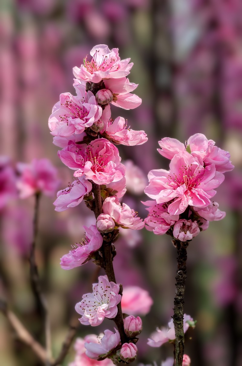 满园春色 之 《桃花（江畔独步寻花·其五）》