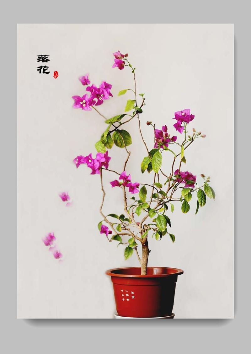 《每日欣赏》！！！落花！！！