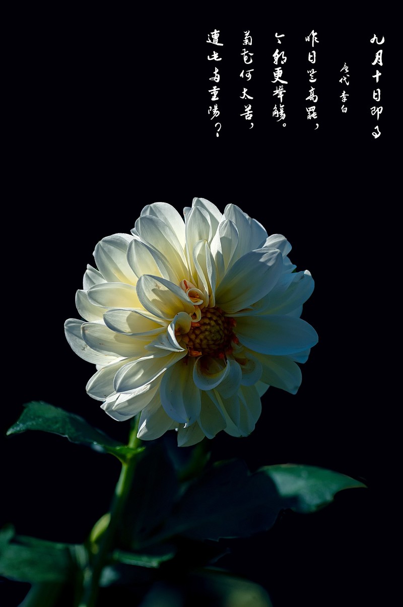 菊花（九月十日即事  唐代：李白）
