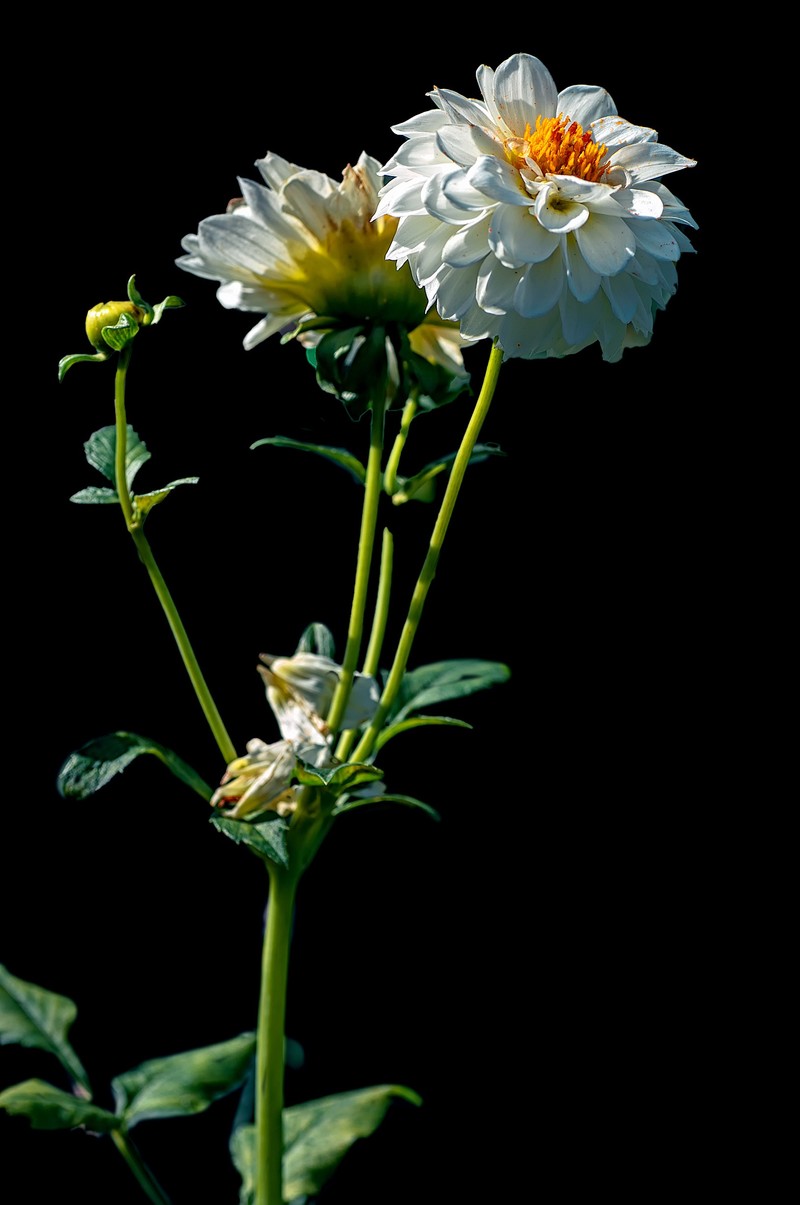 菊花（九月十日即事  唐代：李白）