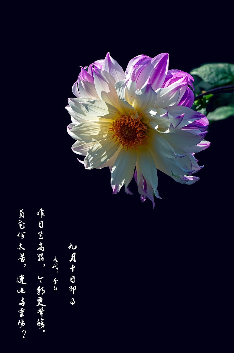 菊花（九月十日即事  唐代：李白）