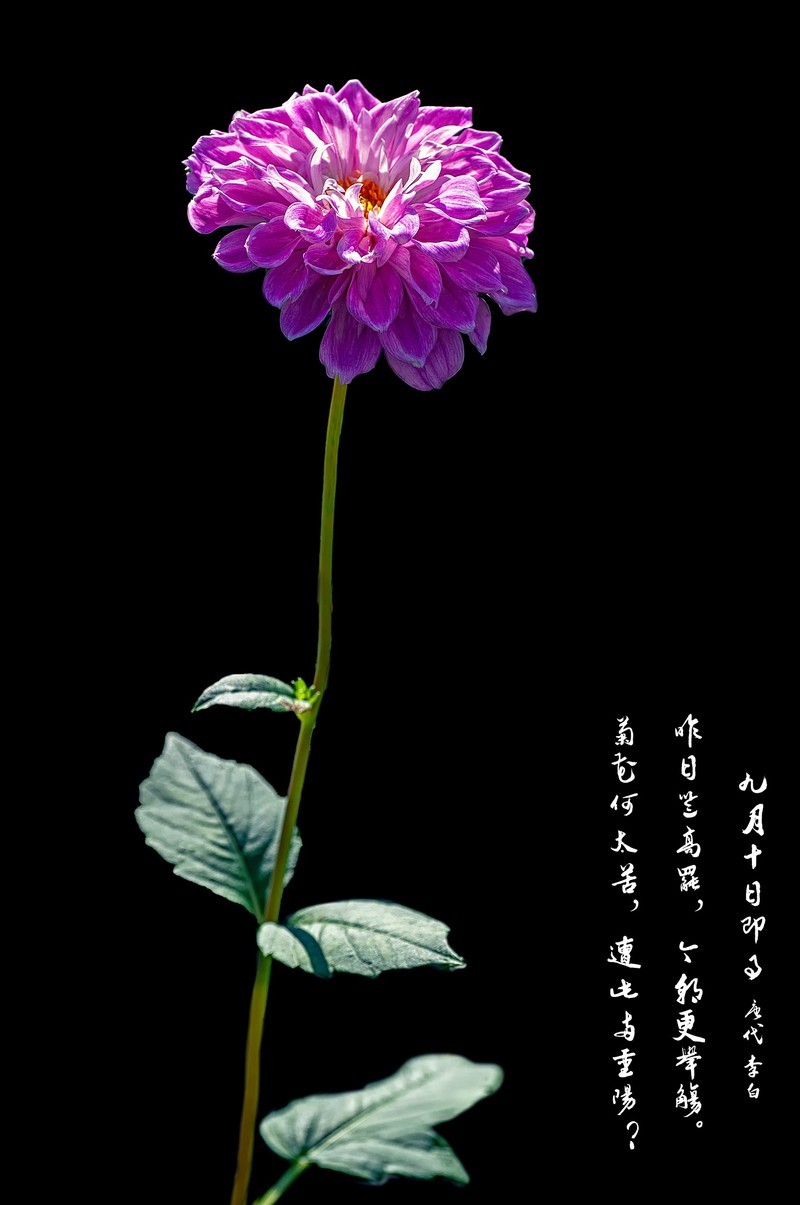 菊花（九月十日即事  唐代：李白）