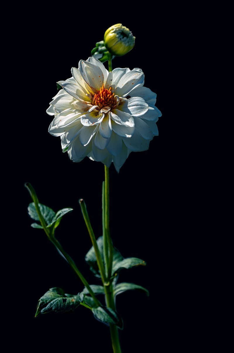 菊花（九月十日即事  唐代：李白）