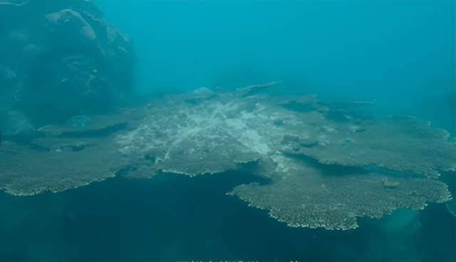 想全面认识海南岛？比亚迪汽车x星球研究所拍的这部纪录片能帮你