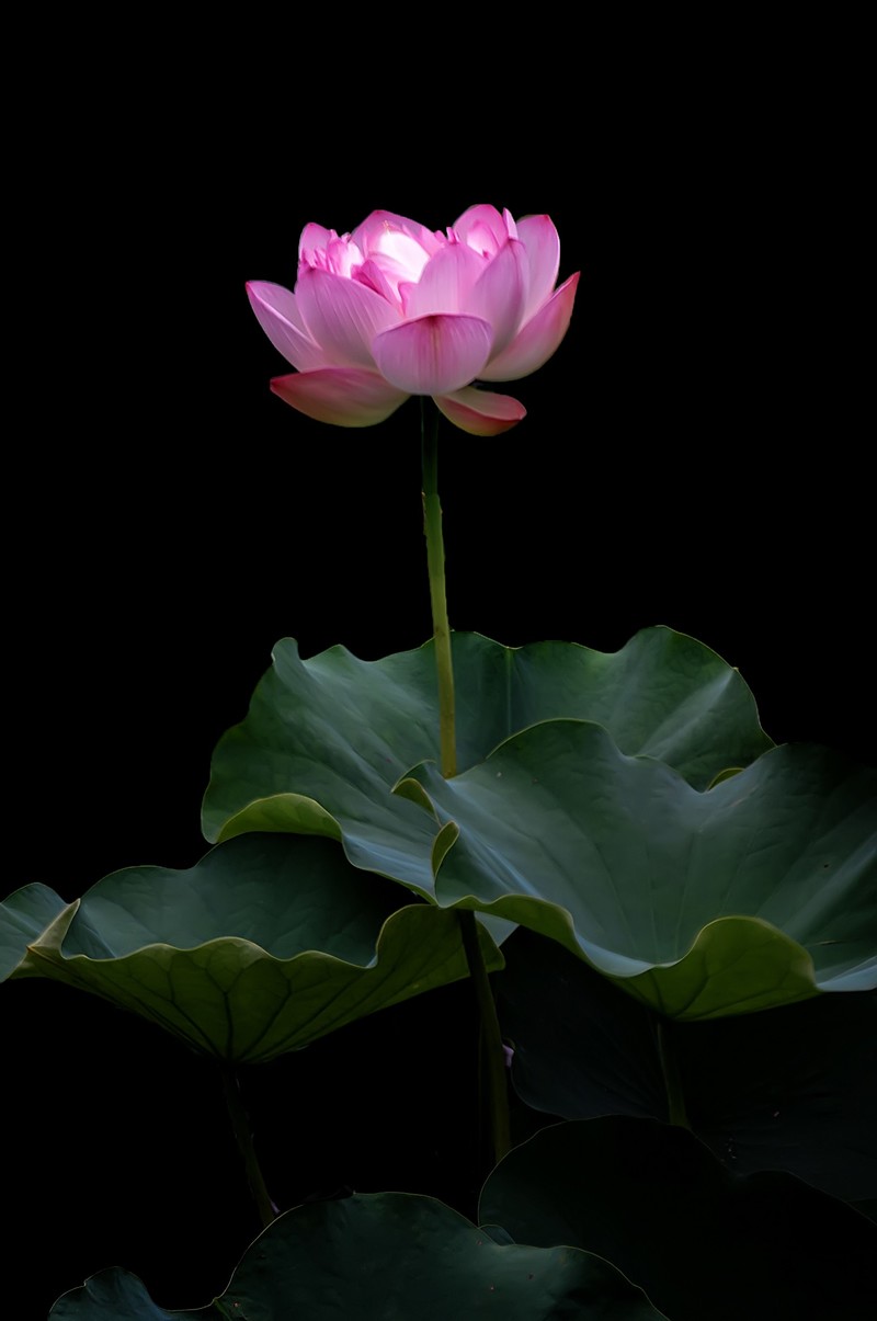 （又是一年荷花开）《咏荷花》  （宋   孔平仲）