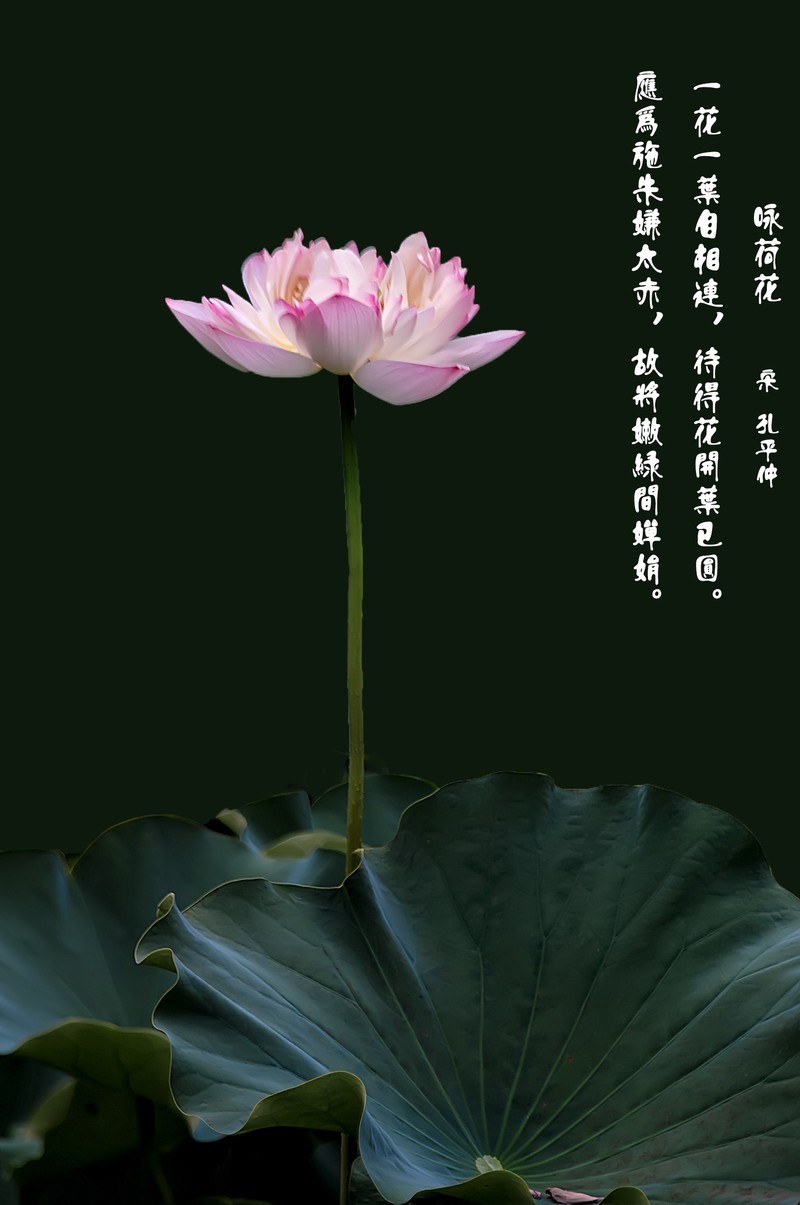 （又是一年荷花开）《咏荷花》  （宋   孔平仲）