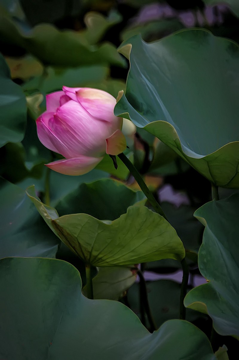 （又是一年荷花开）《咏荷花》  （宋   孔平仲）