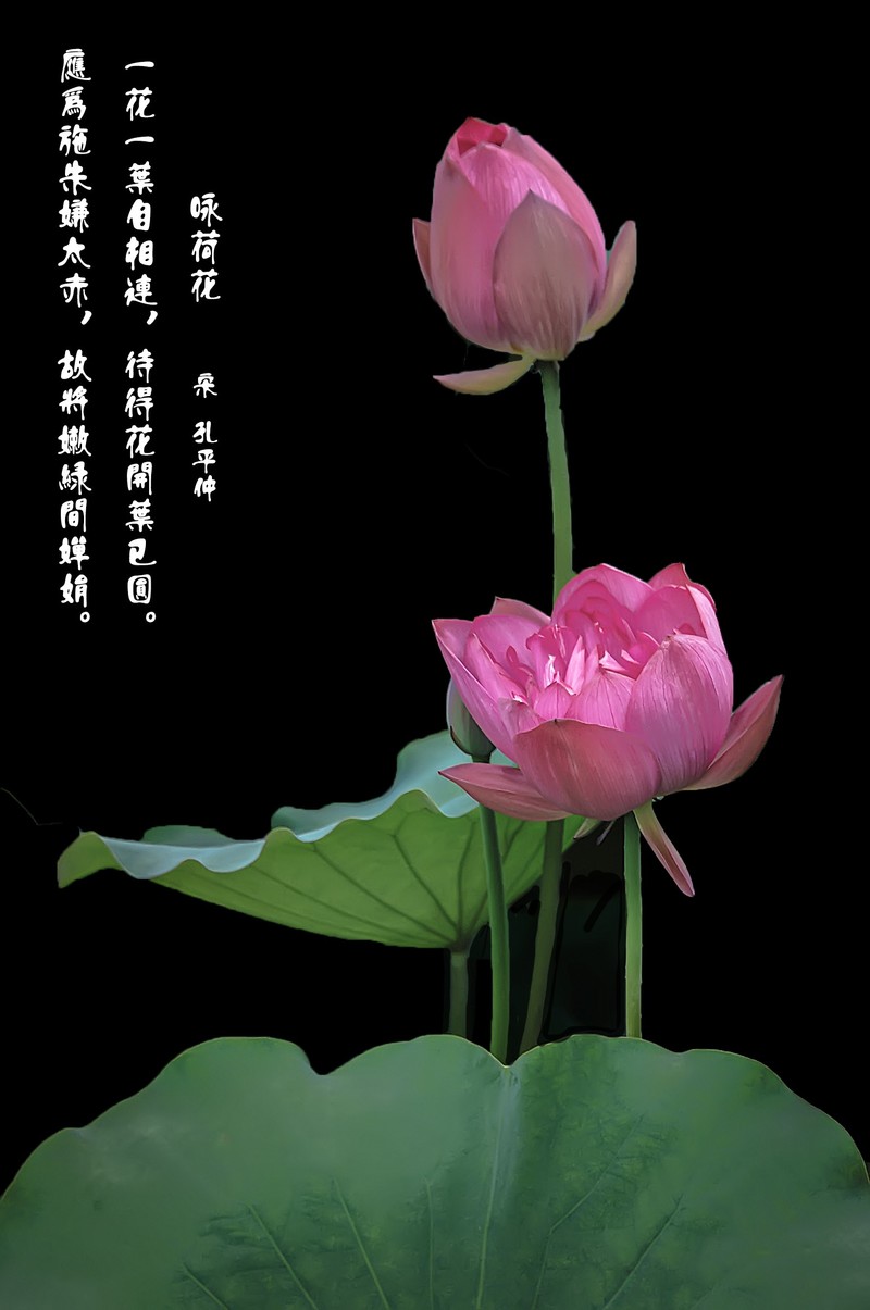 （又是一年荷花开）《咏荷花》  （宋   孔平仲）