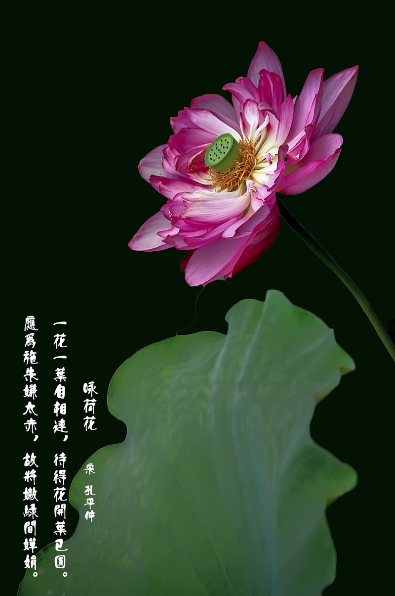 （又是一年荷花开）《咏荷花》  （宋   孔平仲）